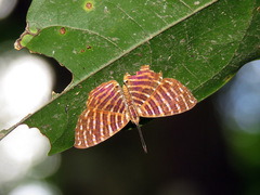 Hyphilaria thasus
