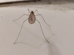 Trichocera annulata