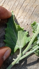 Verbesina encelioides