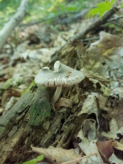 Pluteus americanus