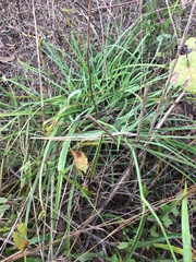 Tradescantia ohiensis