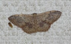 Idaea halmaea