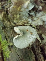 Pluteus americanus