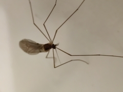 Trichocera annulata
