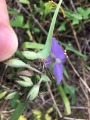 Tradescantia ohiensis