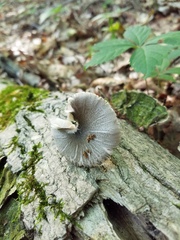 Pluteus americanus