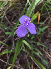 Tradescantia ohiensis