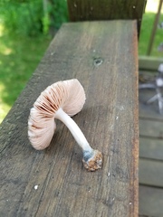 Pluteus americanus
