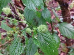 Hyptis capitata