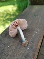 Pluteus americanus