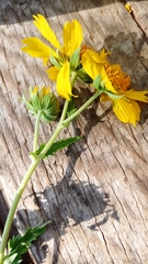 Verbesina encelioides