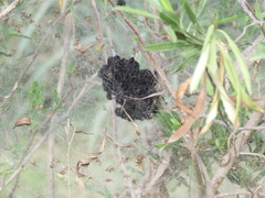 Parawixia bistriata