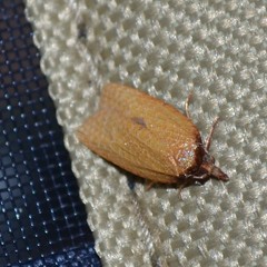 Sparganothis distincta