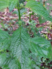 Hyptis capitata