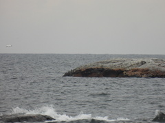 Calidris maritima