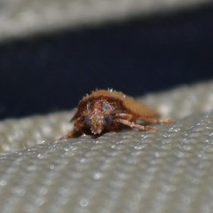 Sparganothis distincta