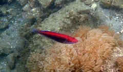 Cirrhilabrus temminckii