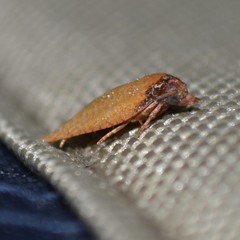 Sparganothis distincta