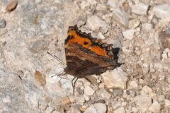 Nymphalis polychloros