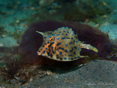 Acanthostracion quadricornis