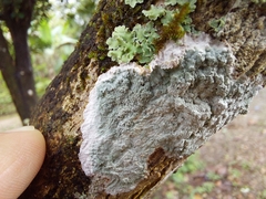 Herpothallon rubrocinctum