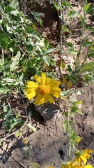 Verbesina encelioides