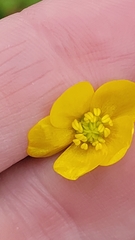 Ranunculus sardous