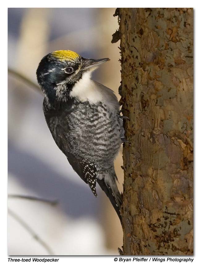 American Three-Toed Woodpecker