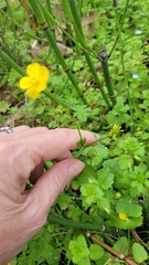 Ranunculus sardous