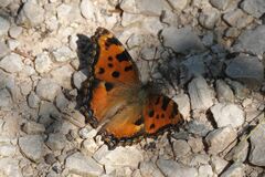 Nymphalis polychloros