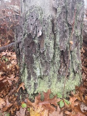 Dendroctonus terebrans