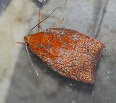 Pycnozancla