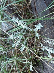Teucrium capitatum