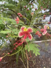 Caesalpinia pulcherrima