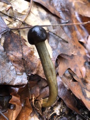 Tolypocladium longisegmentatum