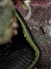 Eulalia microphylla