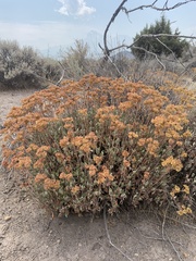 Eriogonum umbellatum modocense
