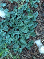 Cyclamen hederifolium