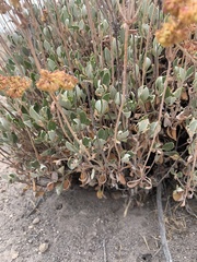 Eriogonum umbellatum modocense