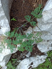 Apiaceae