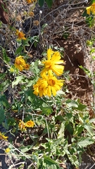 Verbesina encelioides