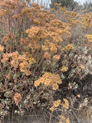 Eriogonum umbellatum modocense