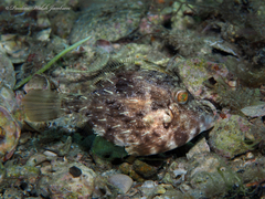 Stephanolepis hispida