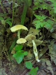 Candolleomyces candolleanus