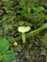 Candolleomyces candolleanus