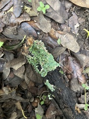 Punctelia bolliana