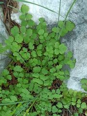 Apiaceae