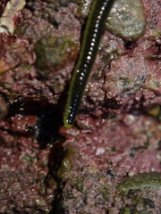 Eulalia microphylla