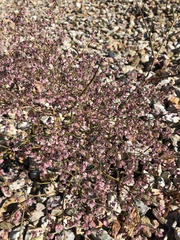 Eriogonum deflexum