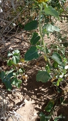 Verbesina encelioides